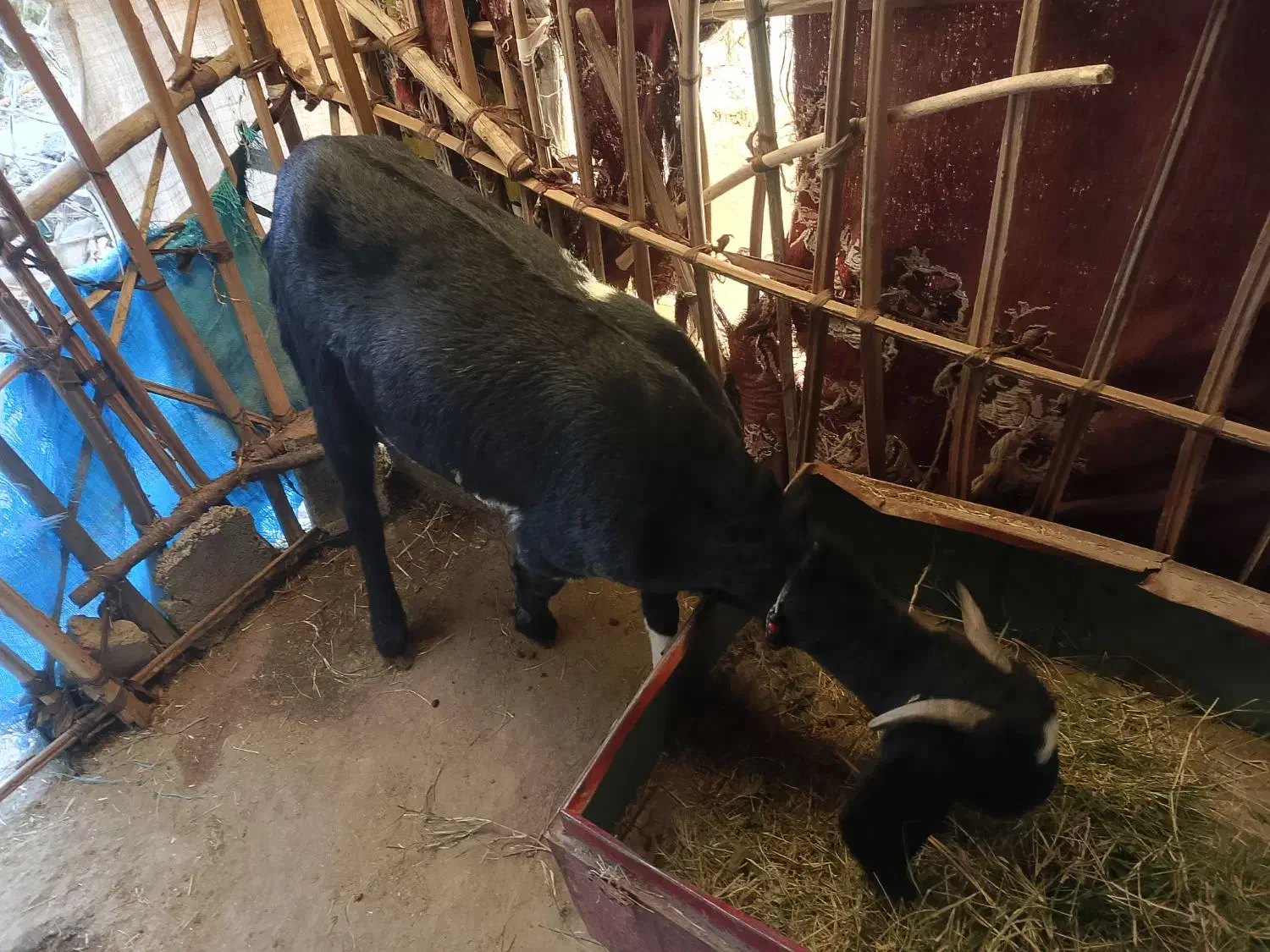 سراوان اسپیچ|حیوانات مزرعه|سراوان, |دیوار