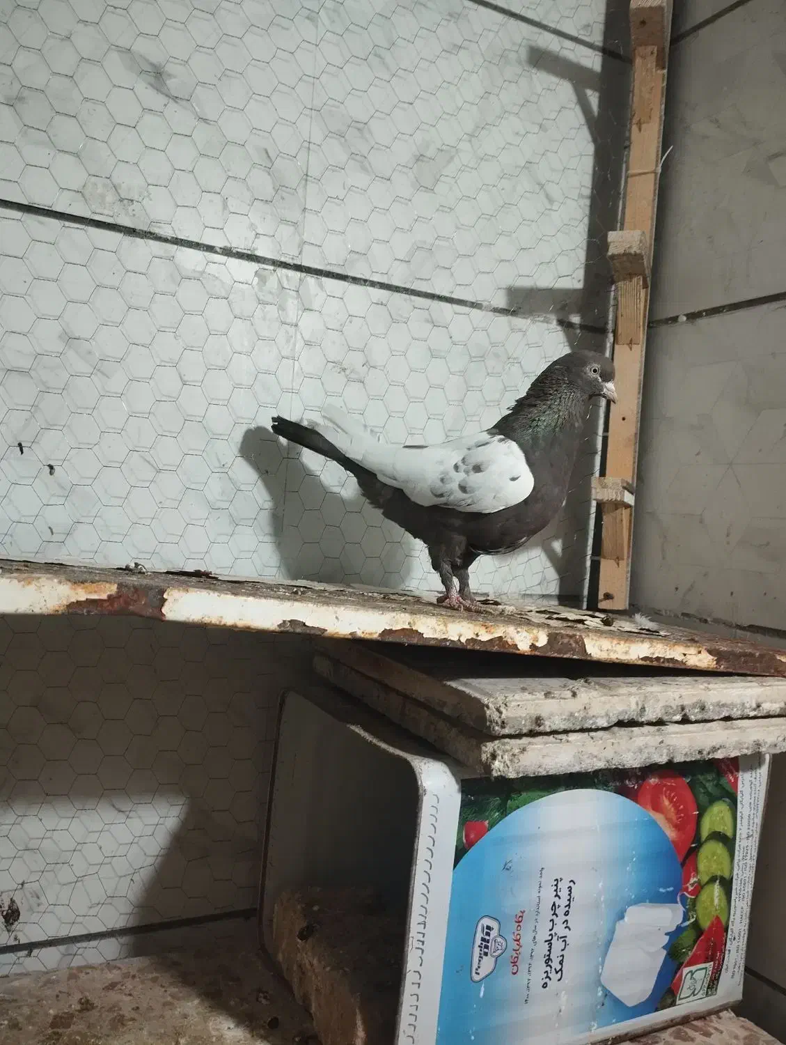 نرو ماده سینه|پرنده|تربت جام, پاسداران|دیوار