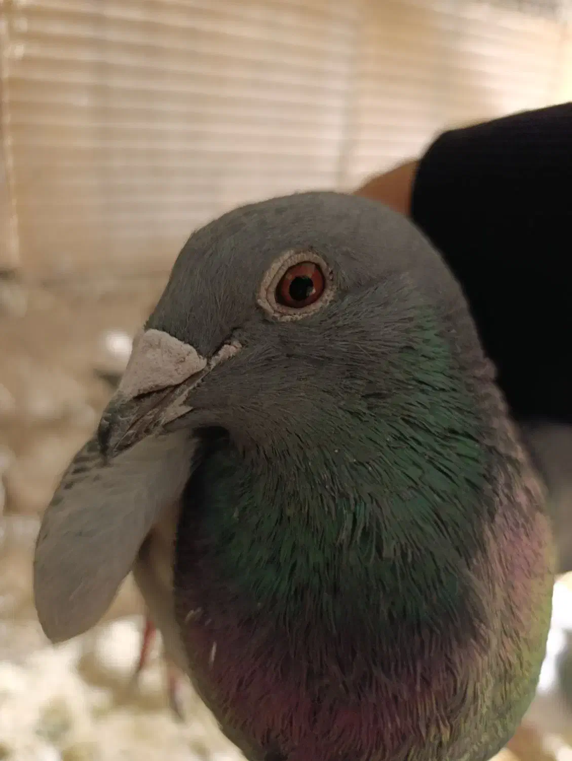 کبوتر آلمانی|پرنده|پاکدشت, شهرک انقلاب|دیوار