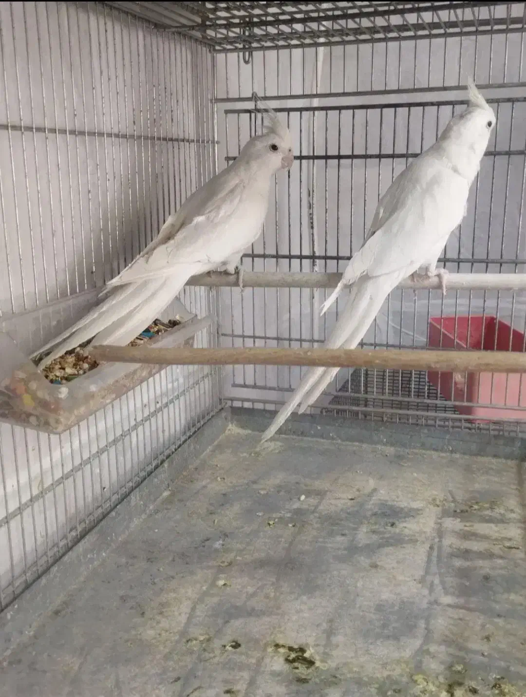 فروش جفت عروس البینو مولد|پرنده|مهر, |دیوار