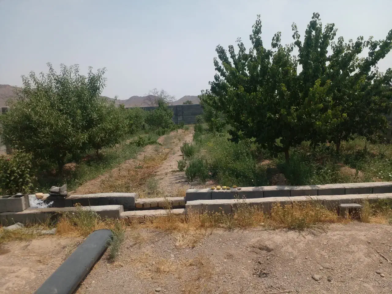 باغ در علویجه|فروش زمین و ملک کلنگی|دهق, |دیوار