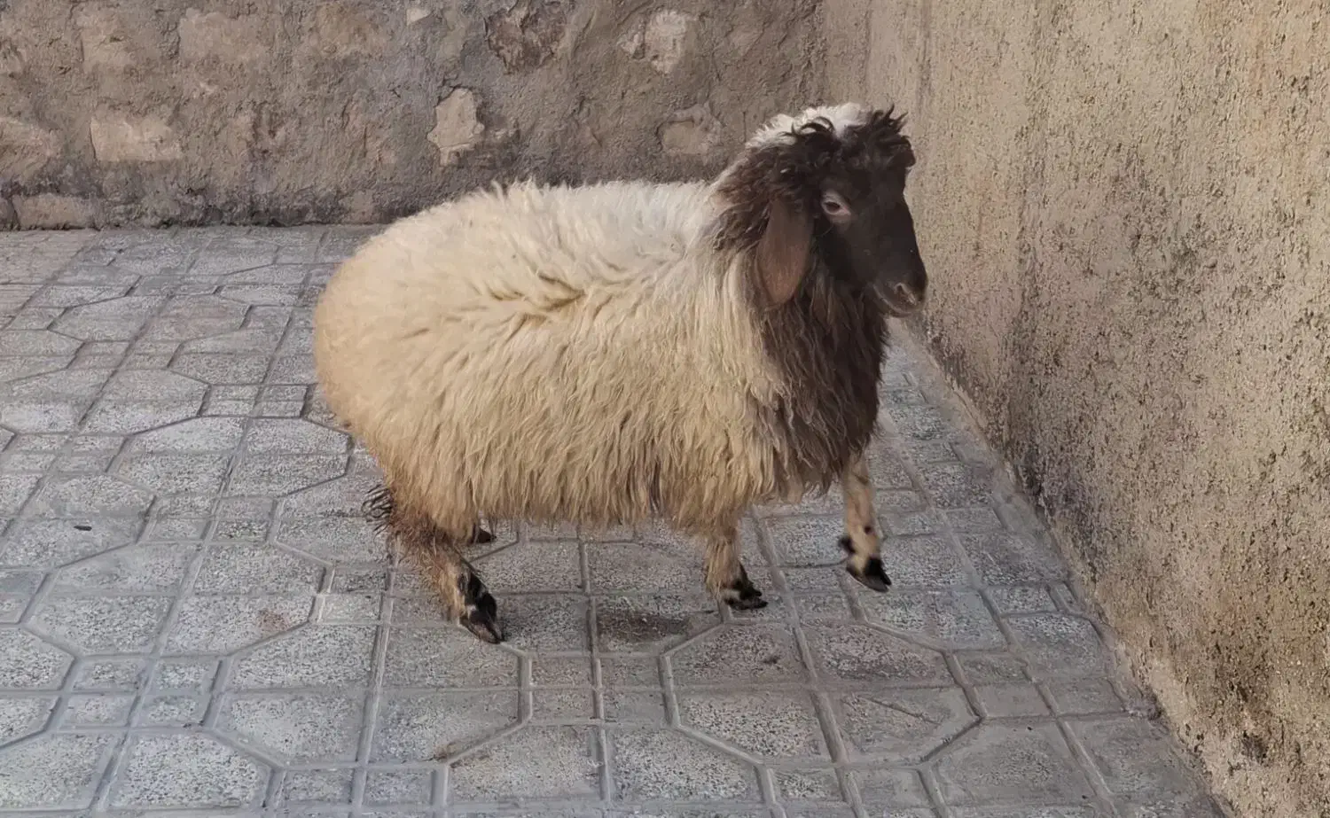 بره ماده|حیوانات مزرعه|شباب, |دیوار