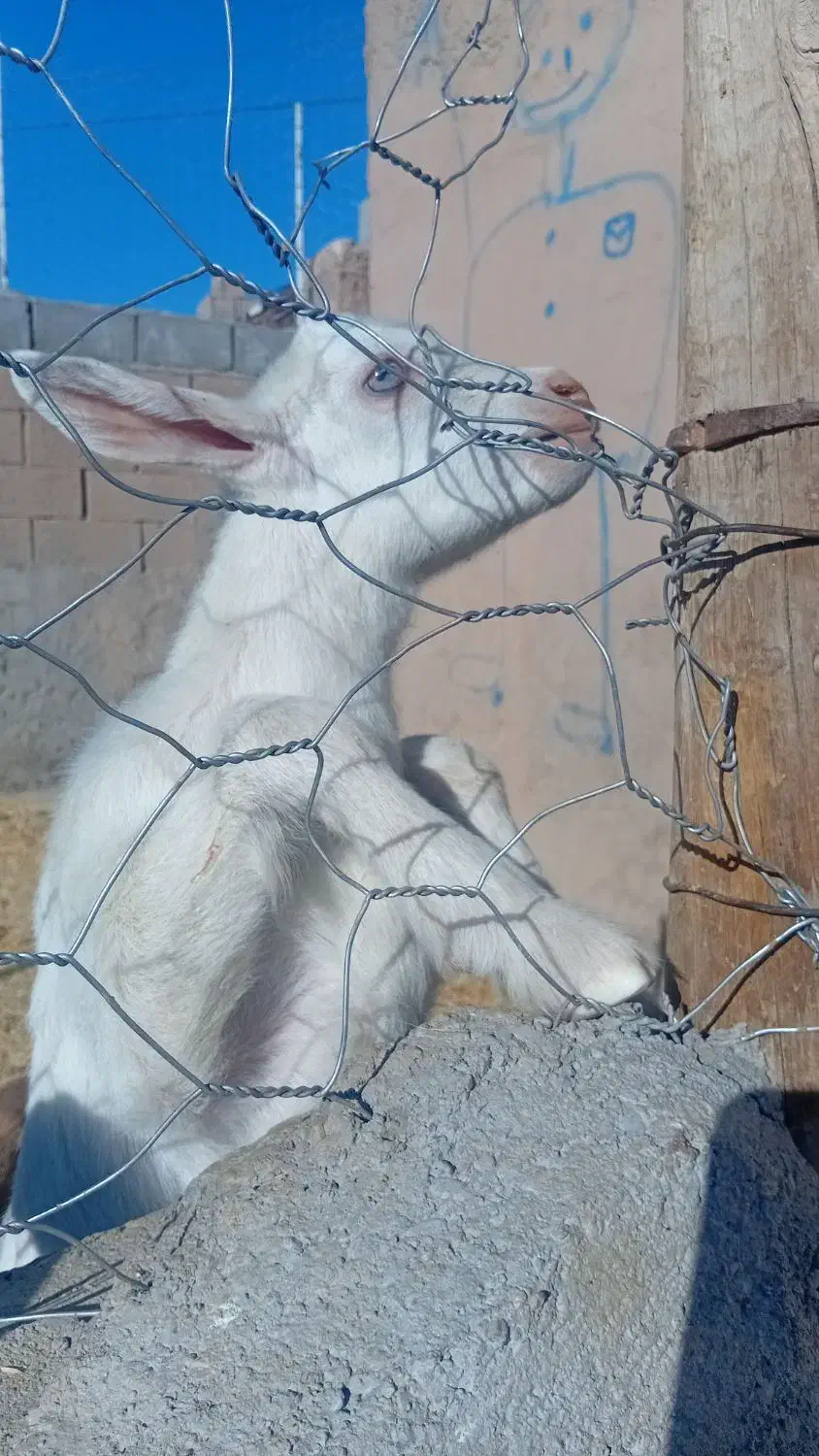 بزغاله نرسانن اصل|حیوانات مزرعه|خواف, |دیوار