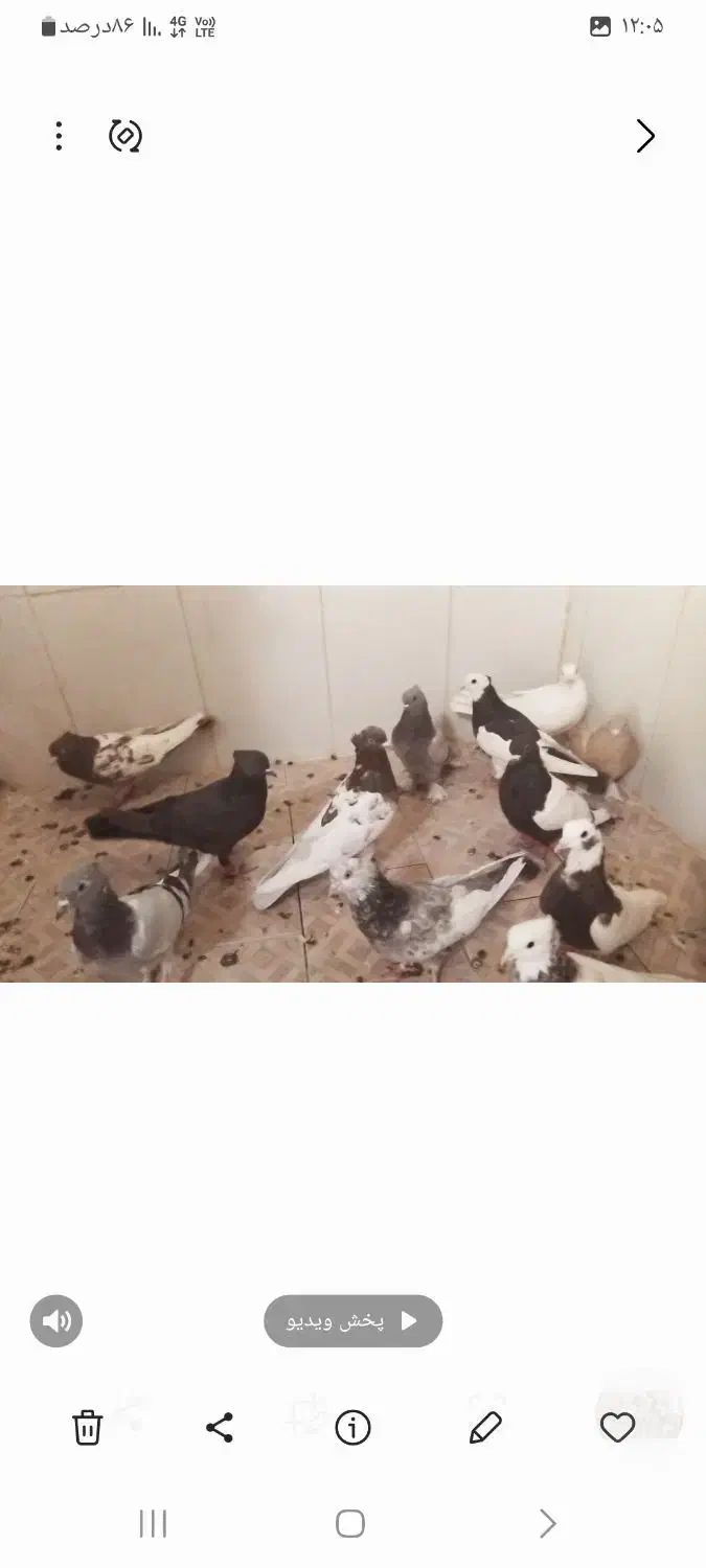 ۱۵ تا بهبونی دونه ۳۰۰ رو هم ۴ تا ماده ۱۱ تا نر|پرنده|مرودشت, فیروزی|دیوار