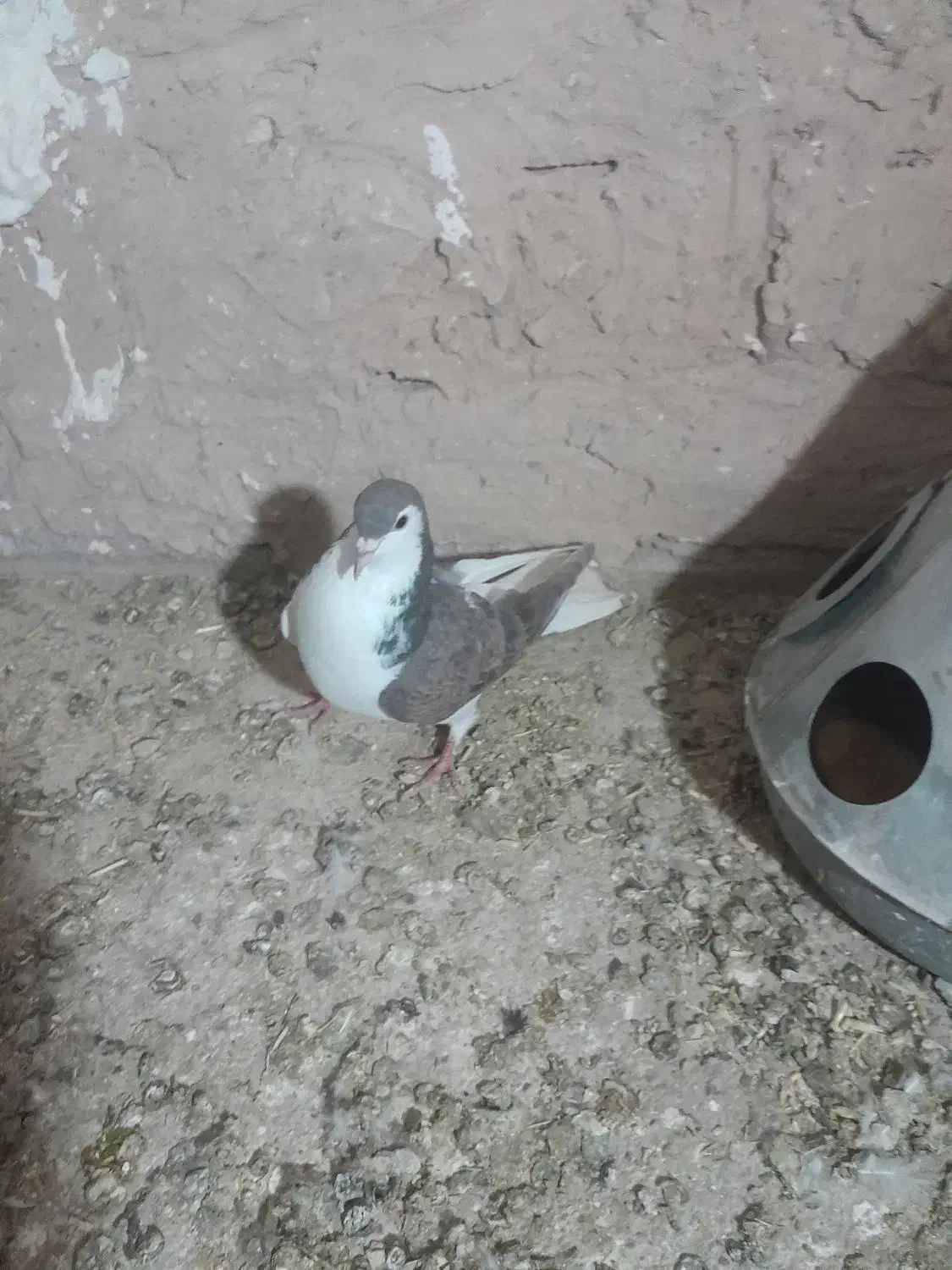 کفتر پرشی|پرنده|نیشابور, حقیه|دیوار