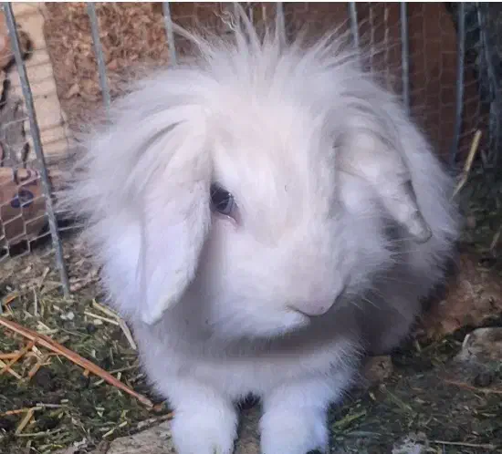 خرگوش لوپ ترکیش جفت|موش و خرگوش|سیرجان, |دیوار