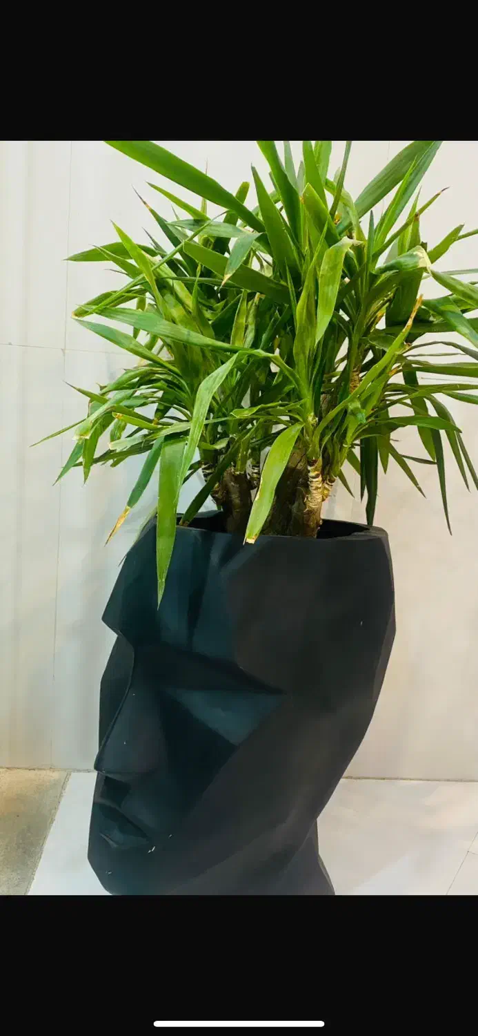 گل بونسای و یوکا جفت|گل و گیاه طبیعی|تهران, یاخجی آباد|دیوار