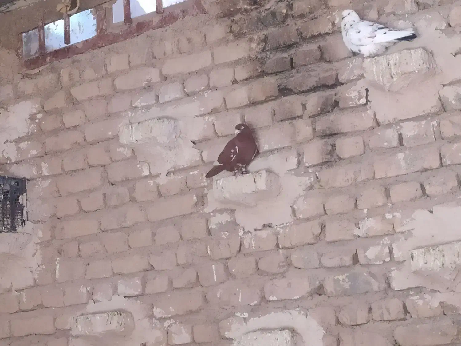 کفتر رنگه|پرنده|معصومیه, |دیوار