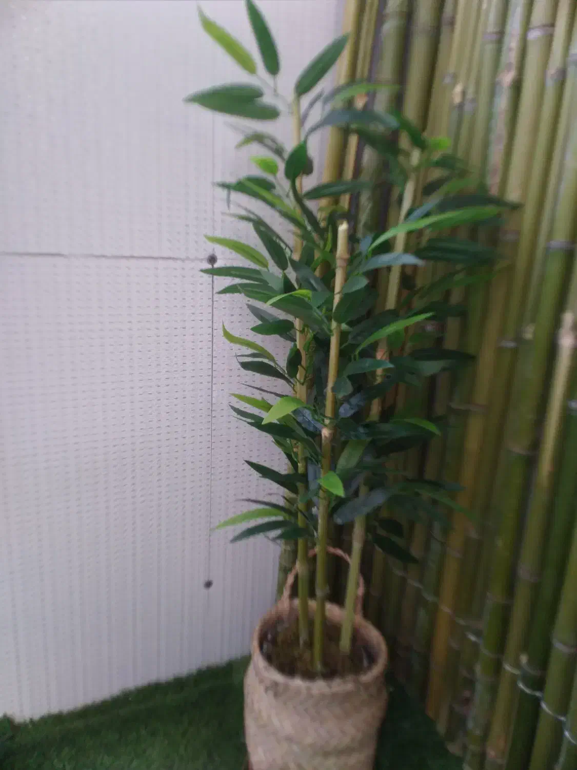 درختچه بامبو|گل مصنوعی|رشت, نظری|دیوار