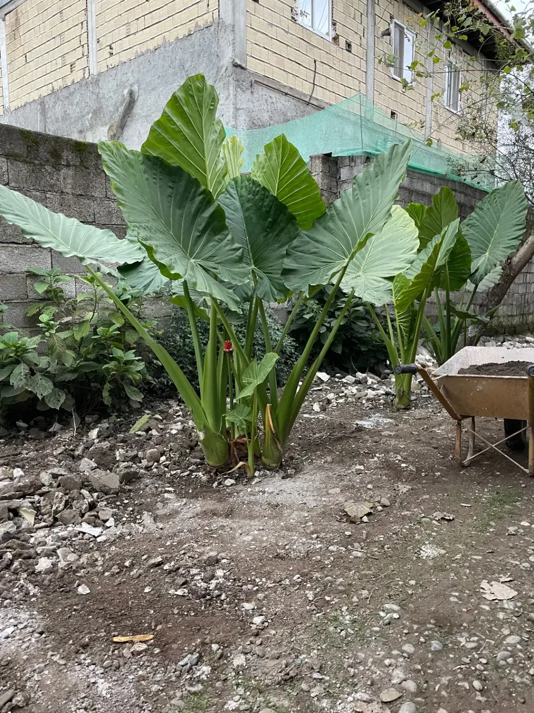 گل بابا آدم ۵ بوته|گل و گیاه طبیعی|لاهیجان, بازکیاگوراب|دیوار