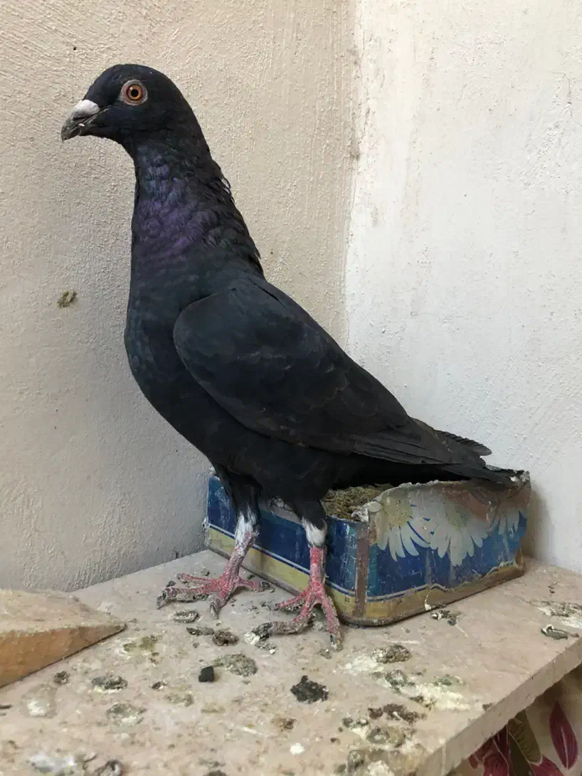 گندم کفتر|لوازم جانبی حیوانات|مشهد, امیریه|دیوار