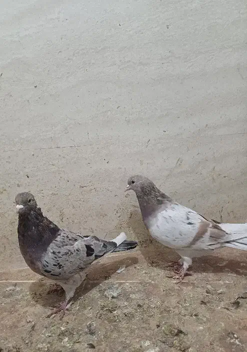 فروش چند جفت نرو ماده سرور و شازده سرور و هما|پرنده|تهران, بهارستان|دیوار