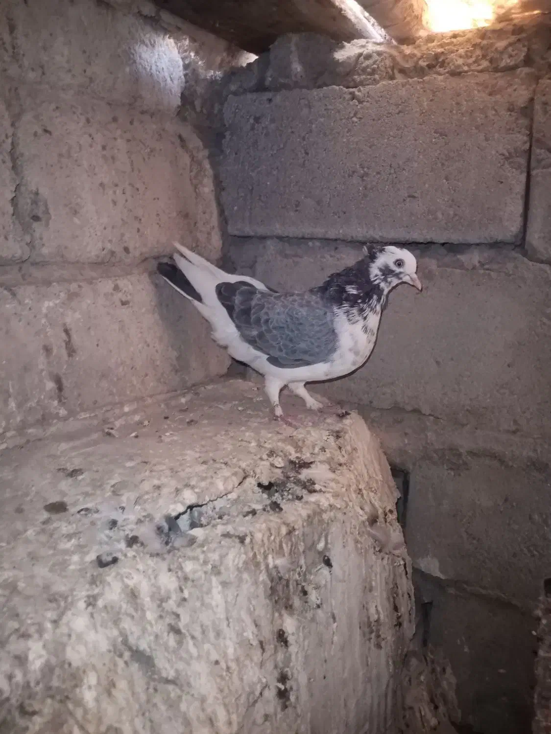 کبوتر فروشی|پرنده|مهاباد (آذربایجان غربی), |دیوار