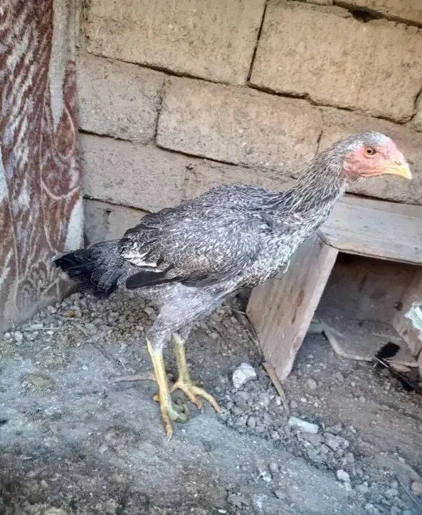 یک عدد خروس یک عدد مرغ دوتا فریح|حیوانات مزرعه|انزل, |دیوار