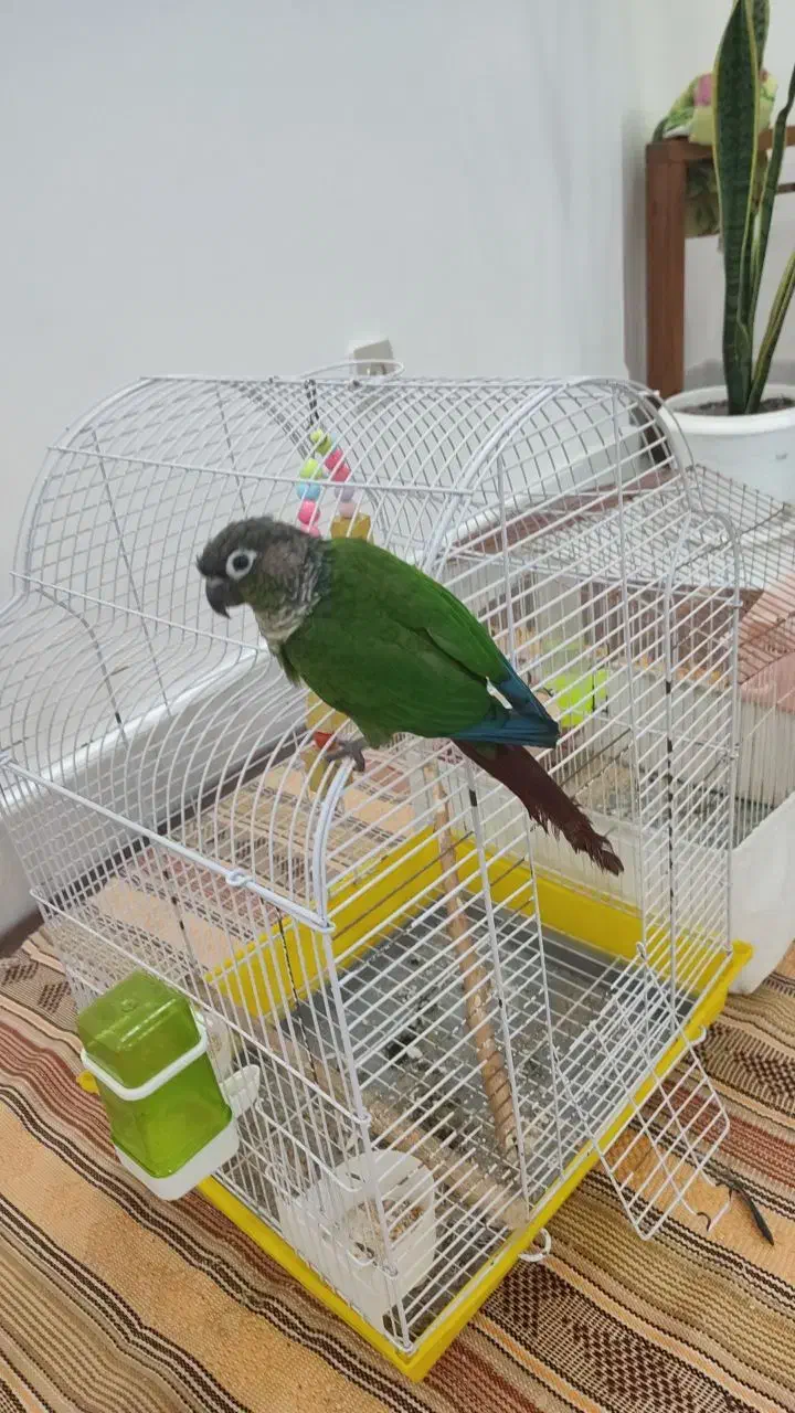 گرینچیک|پرنده|قم, علی آباد|دیوار