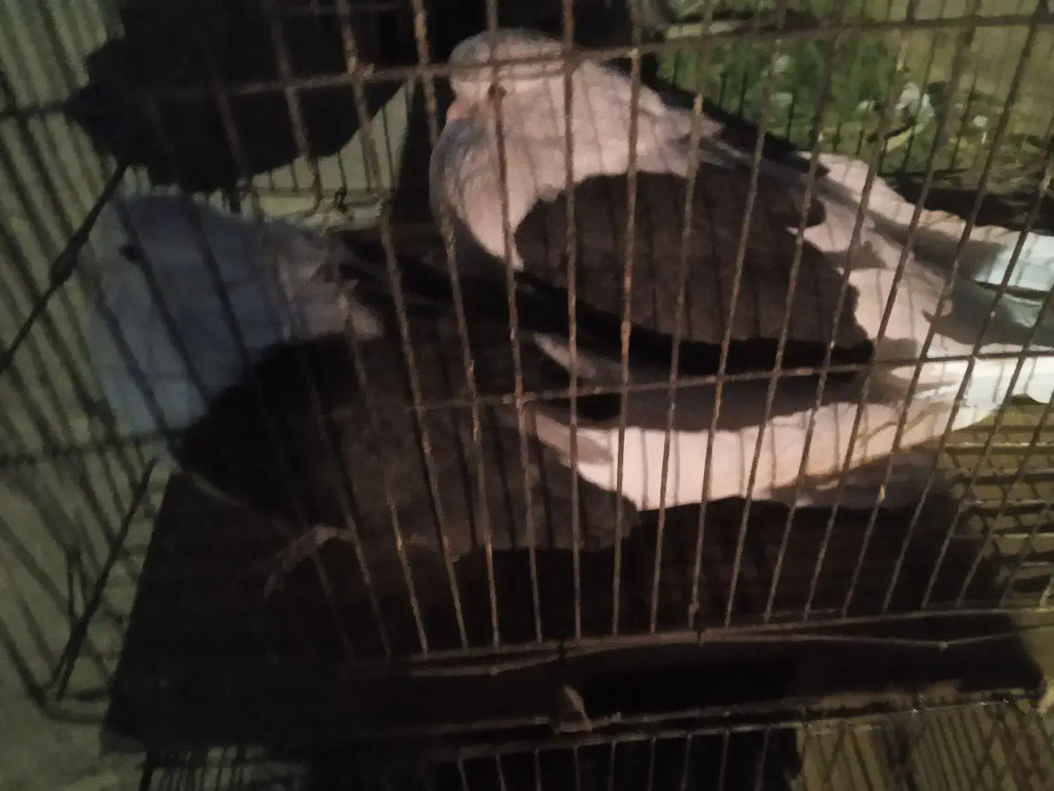 سیاه.پشدار|پرنده|جیرفت, |دیوار