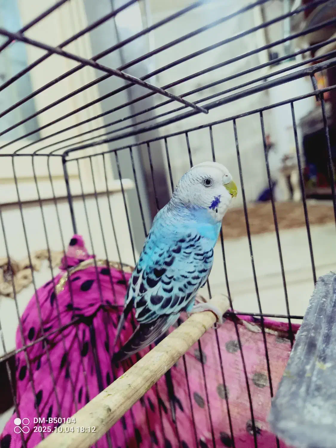 مرغ عشق نر جون|پرنده|بومهن, |دیوار