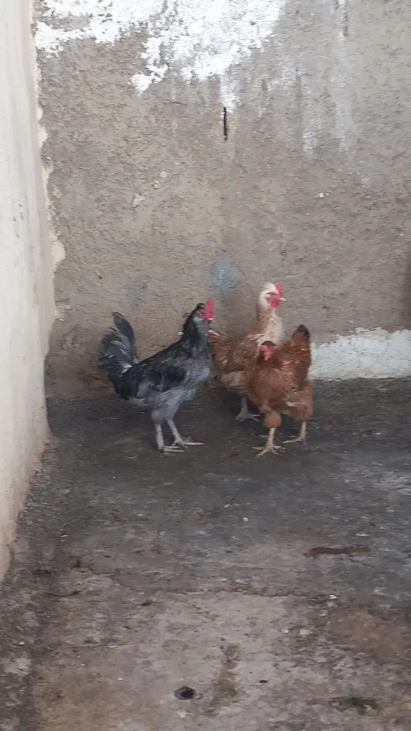 دو مرغ و یک خروس همگی جوان|حیوانات مزرعه|نجفآباد, یزدانشهر|دیوار