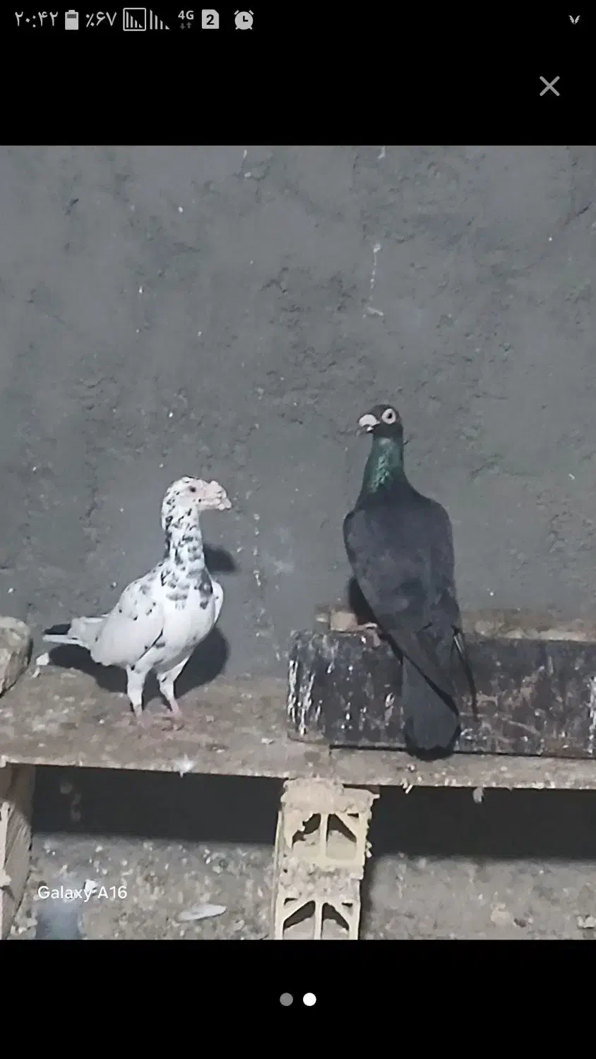 کفترکاریر|پرنده|مشهد, تلگرد|دیوار