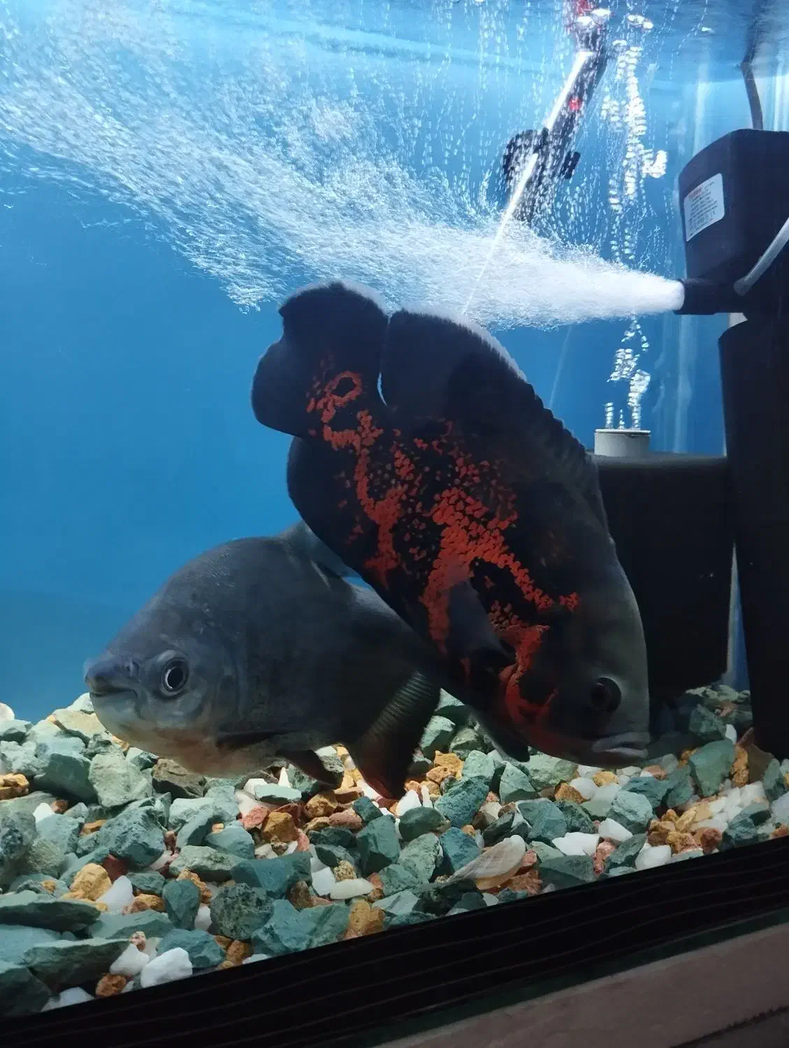 آکواریوم با ماهی و تجهیزات|ماهی|مراغه, |دیوار