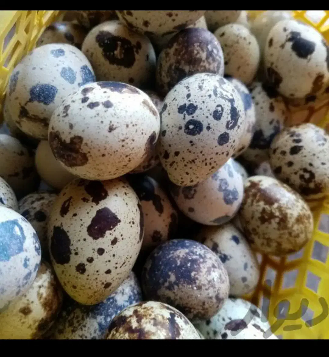 بلدرچین گوشتی و تخمی رسید سعدی۲۲|حیوانات مزرعه|خاش, |دیوار