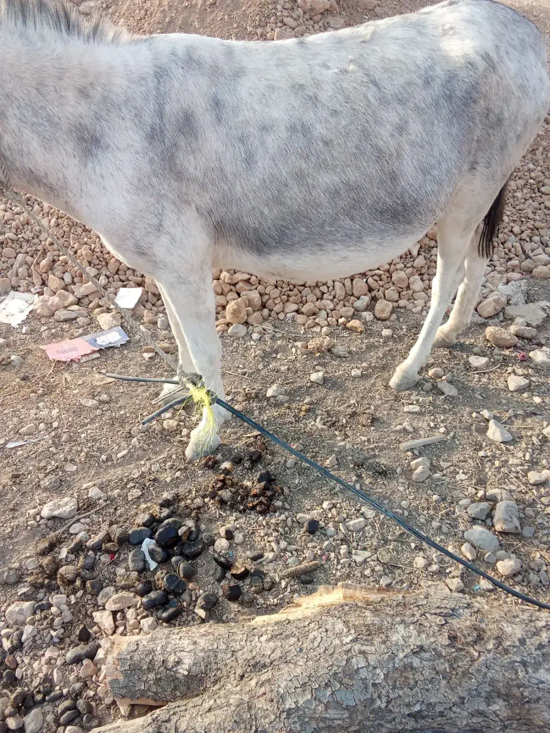 الاغ ماده|حیوانات مزرعه|بانش, |دیوار