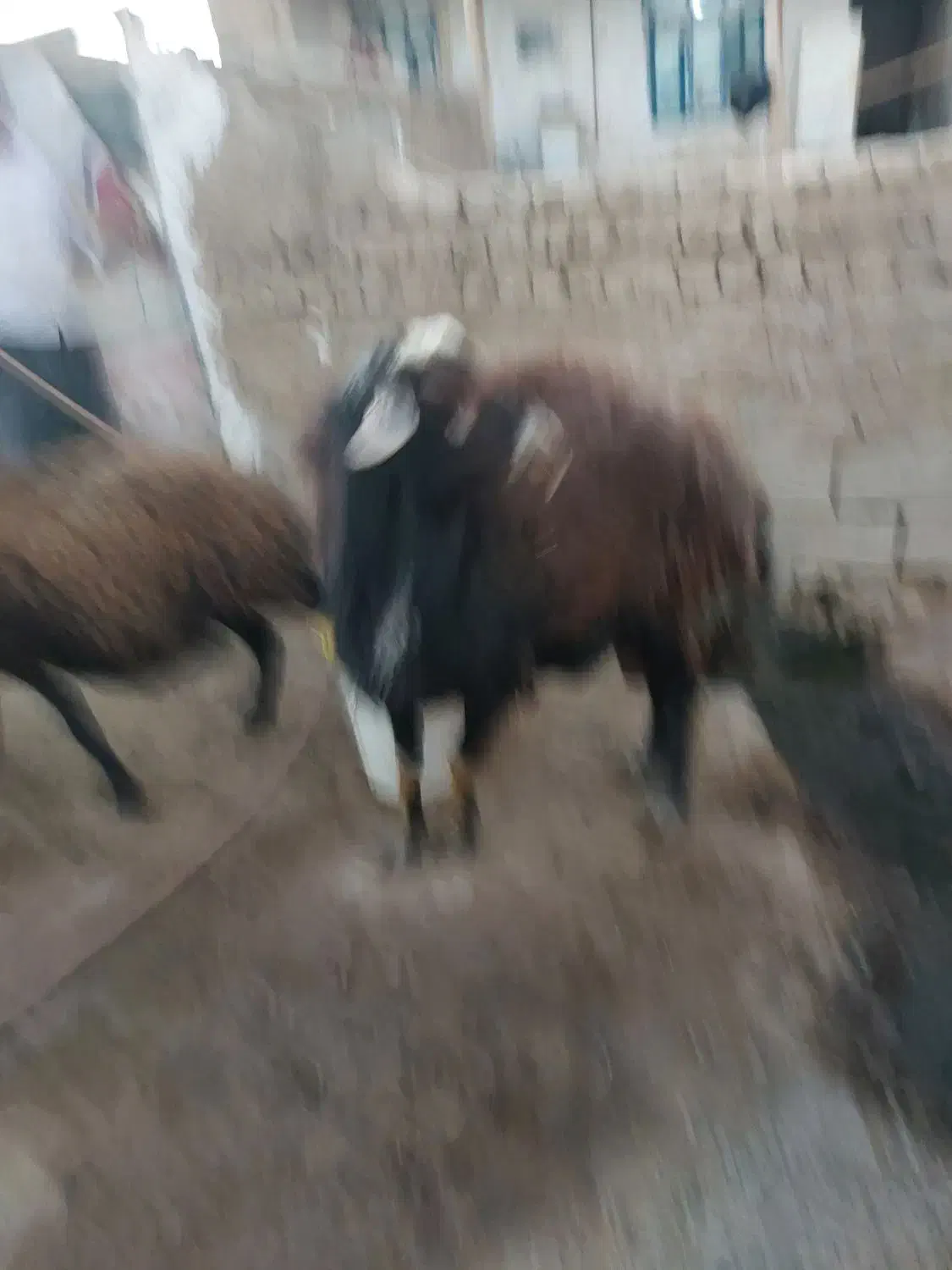 گوسفند قوچ|حیوانات مزرعه|طاغنکوه, |دیوار