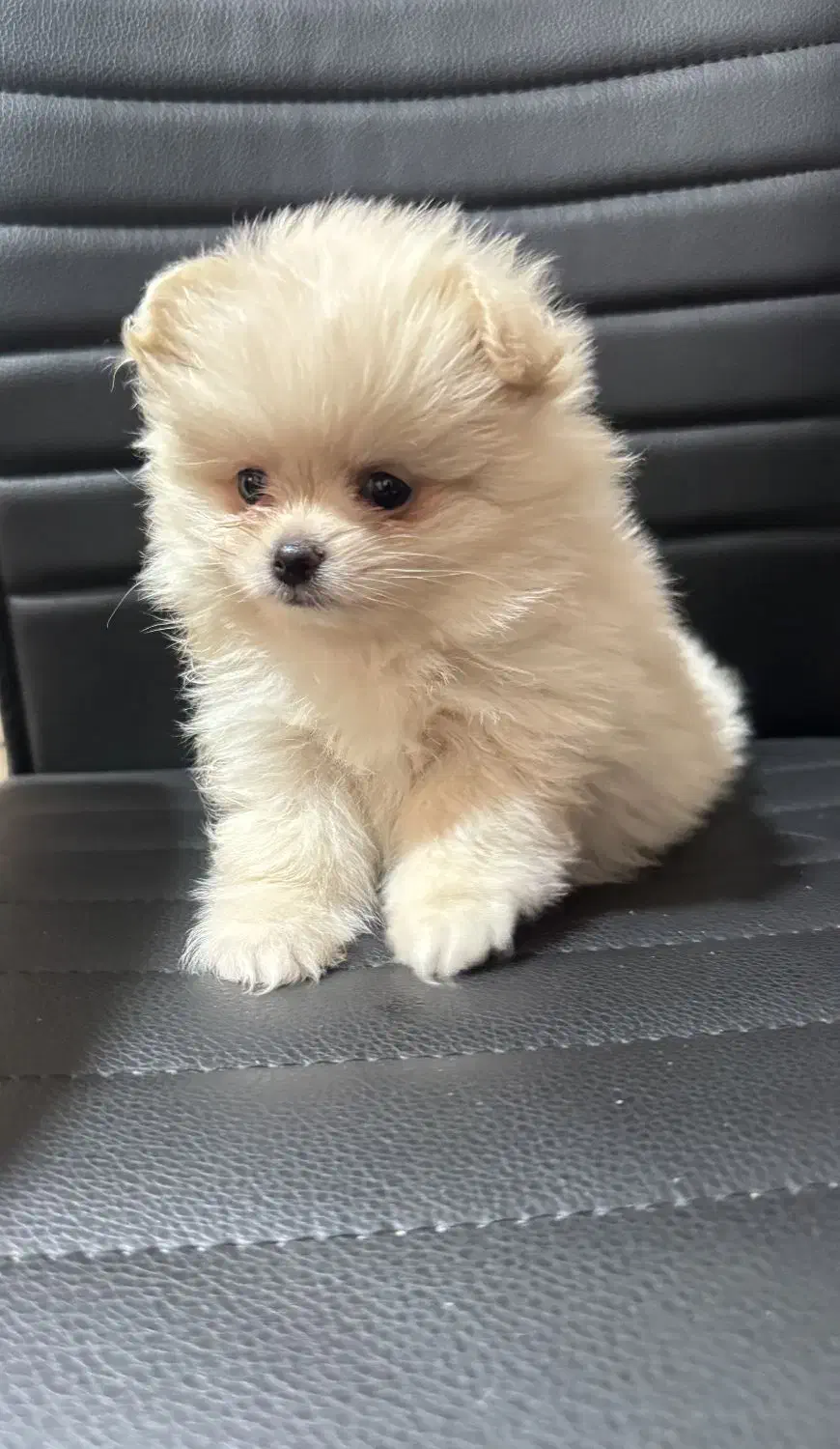 پامرین دختر سگ|سگ|اصفهان, ملک‌شهر|دیوار