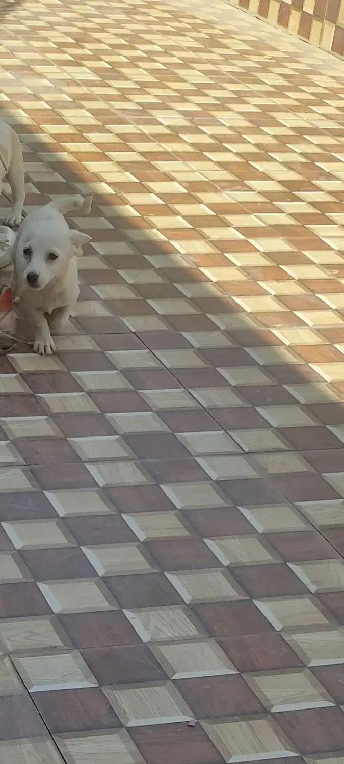 سگ،شیتزو پامر|سگ|بم, |دیوار