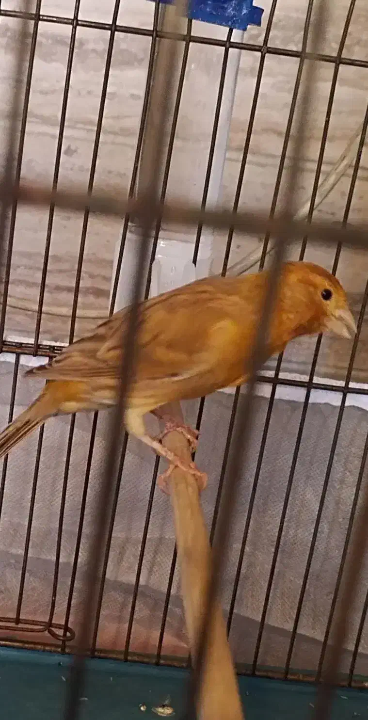 ماده قناری|پرنده|داراب, |دیوار