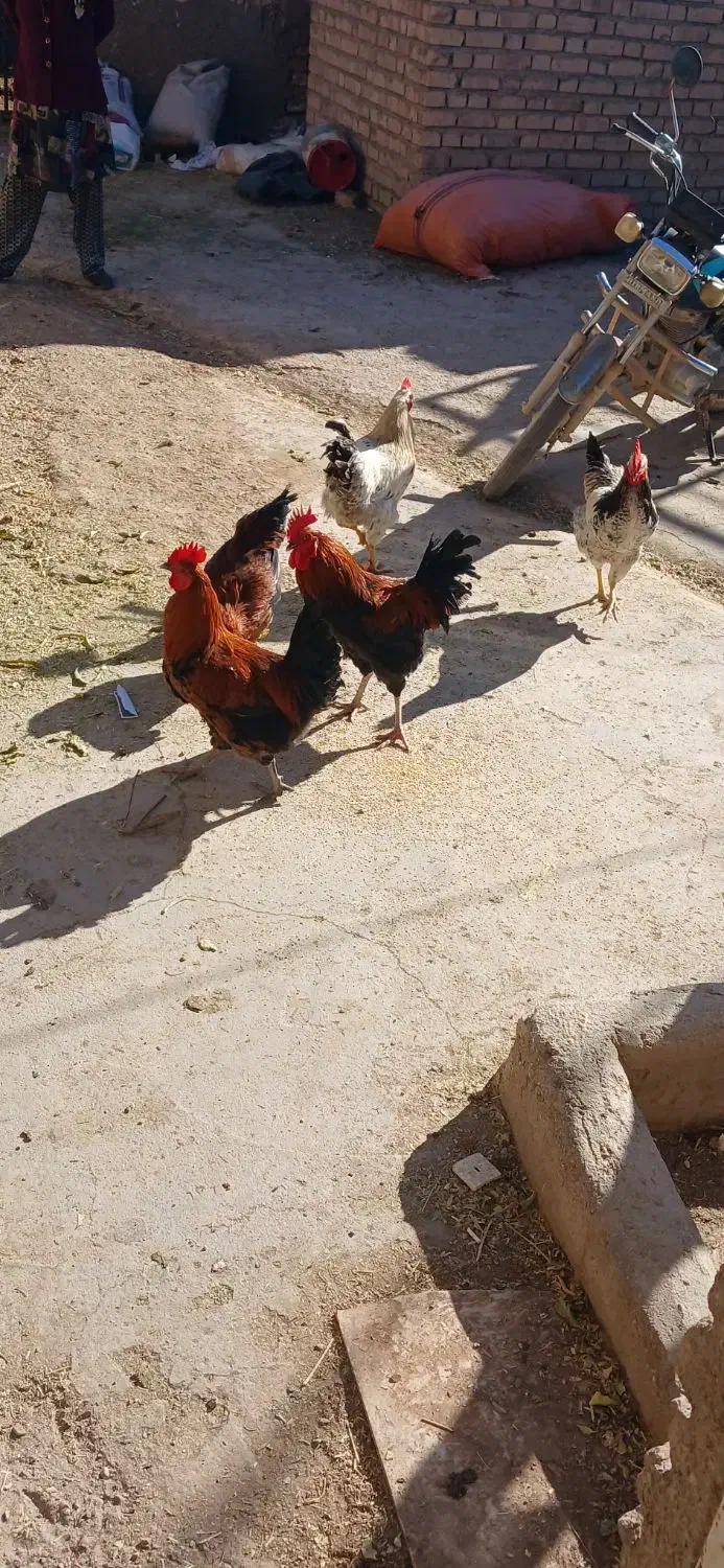 خروس|حیوانات مزرعه|فیروزه, |دیوار