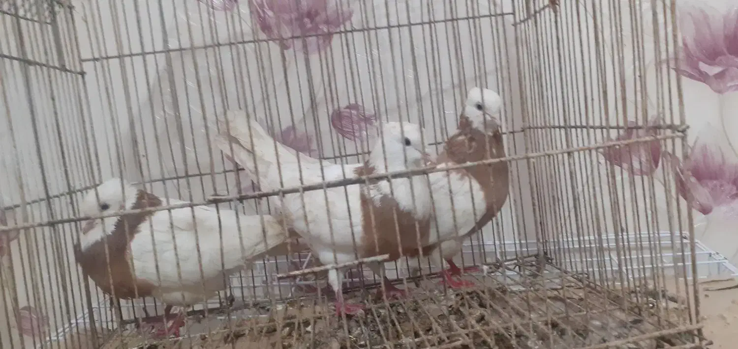 شادگان|پرنده|عباسآباد, |دیوار