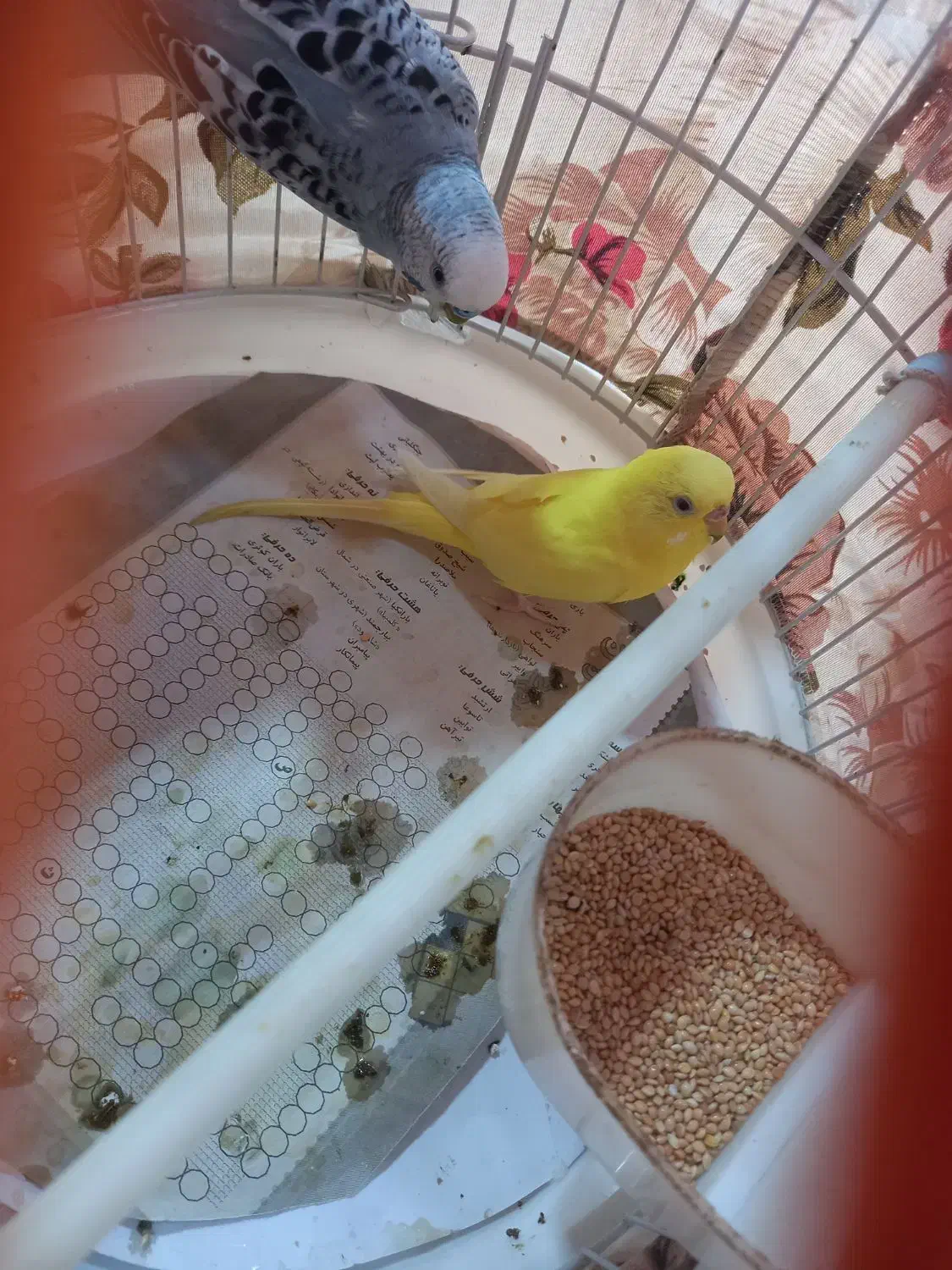 مرغ عشق|پرنده|رشت, شهریاران|دیوار