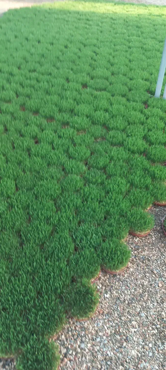 سبزه عید|گل و گیاه طبیعی|خمینی‌شهر, |دیوار