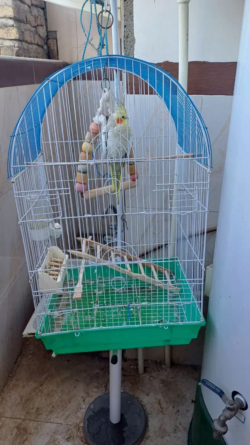 عروس هلندی بسیار زیرک|پرنده|ساری, |دیوار