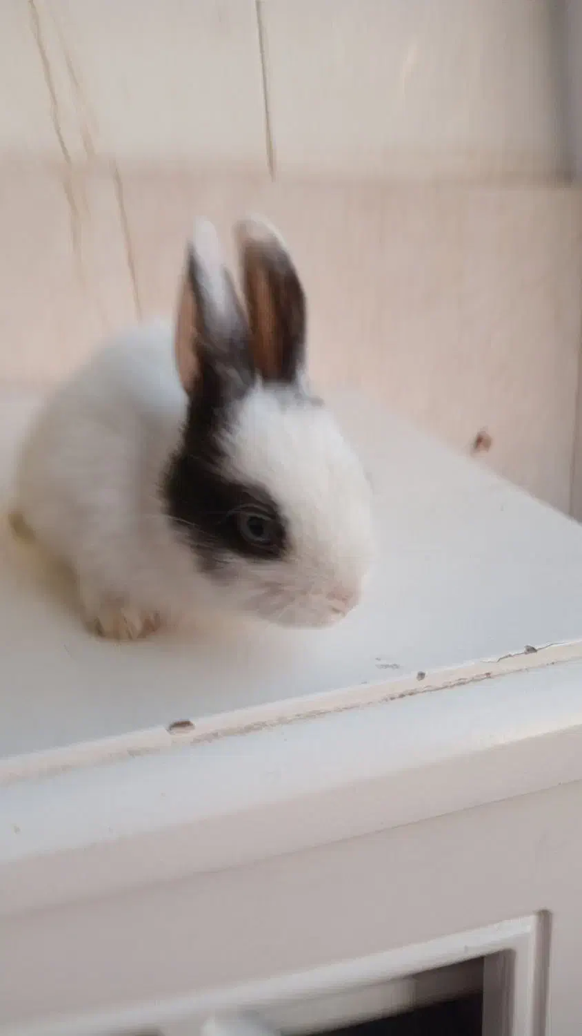 خرگوش زرنگ|موش و خرگوش|گلستان (تهران), |دیوار