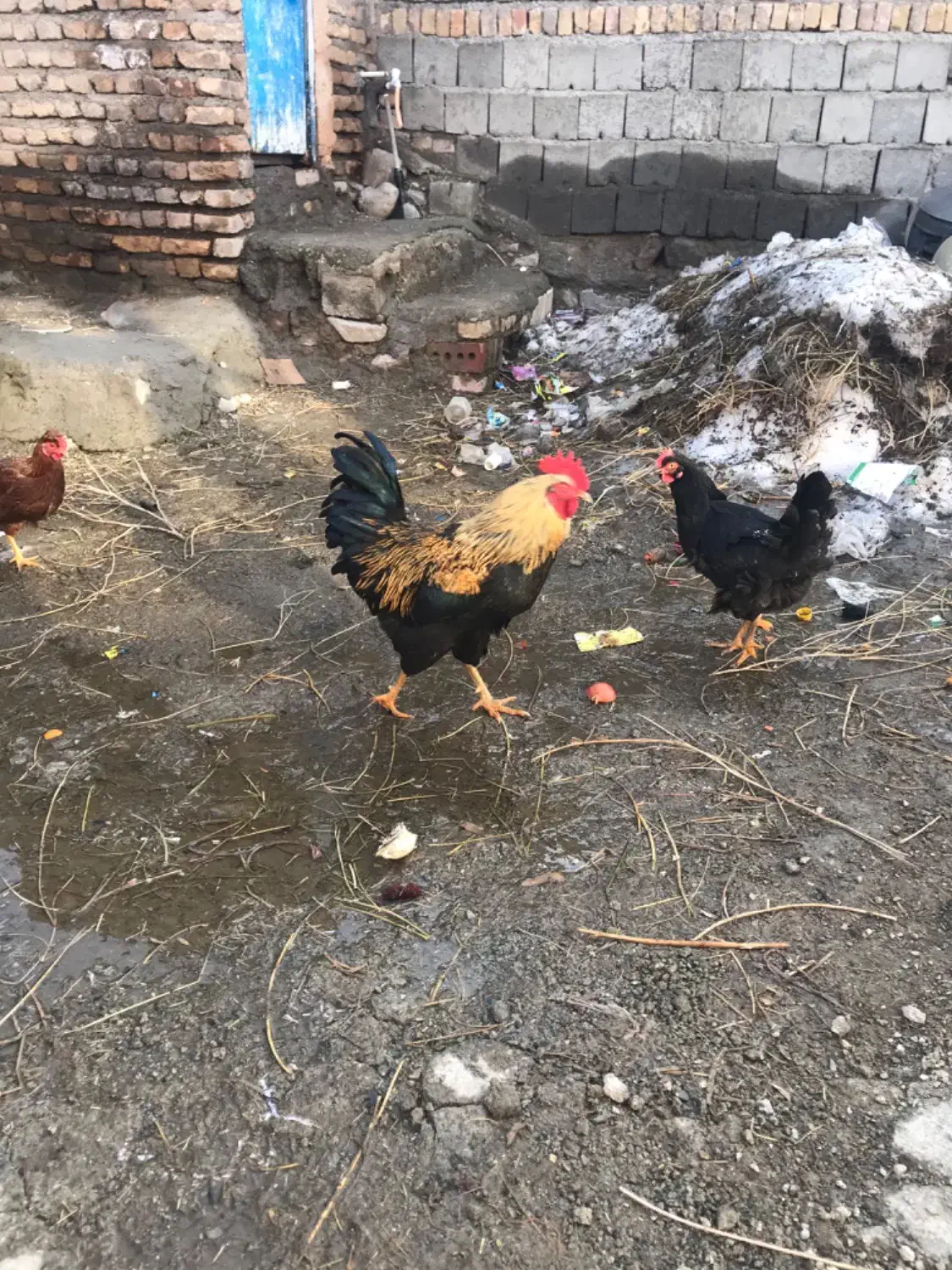 خروس|حیوانات مزرعه|چالدران, |دیوار