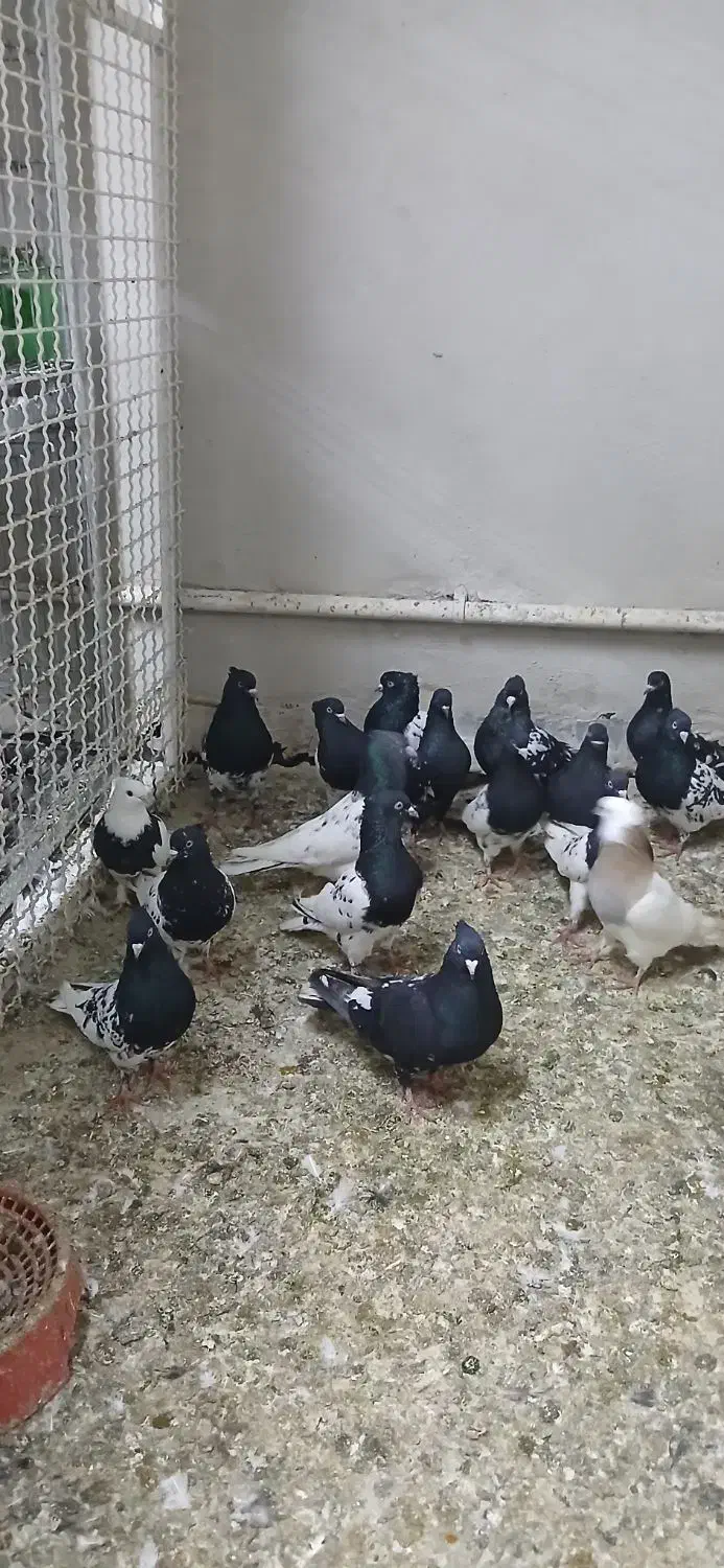 پرنده رنگی|پرنده|مسجد سلیمان, |دیوار