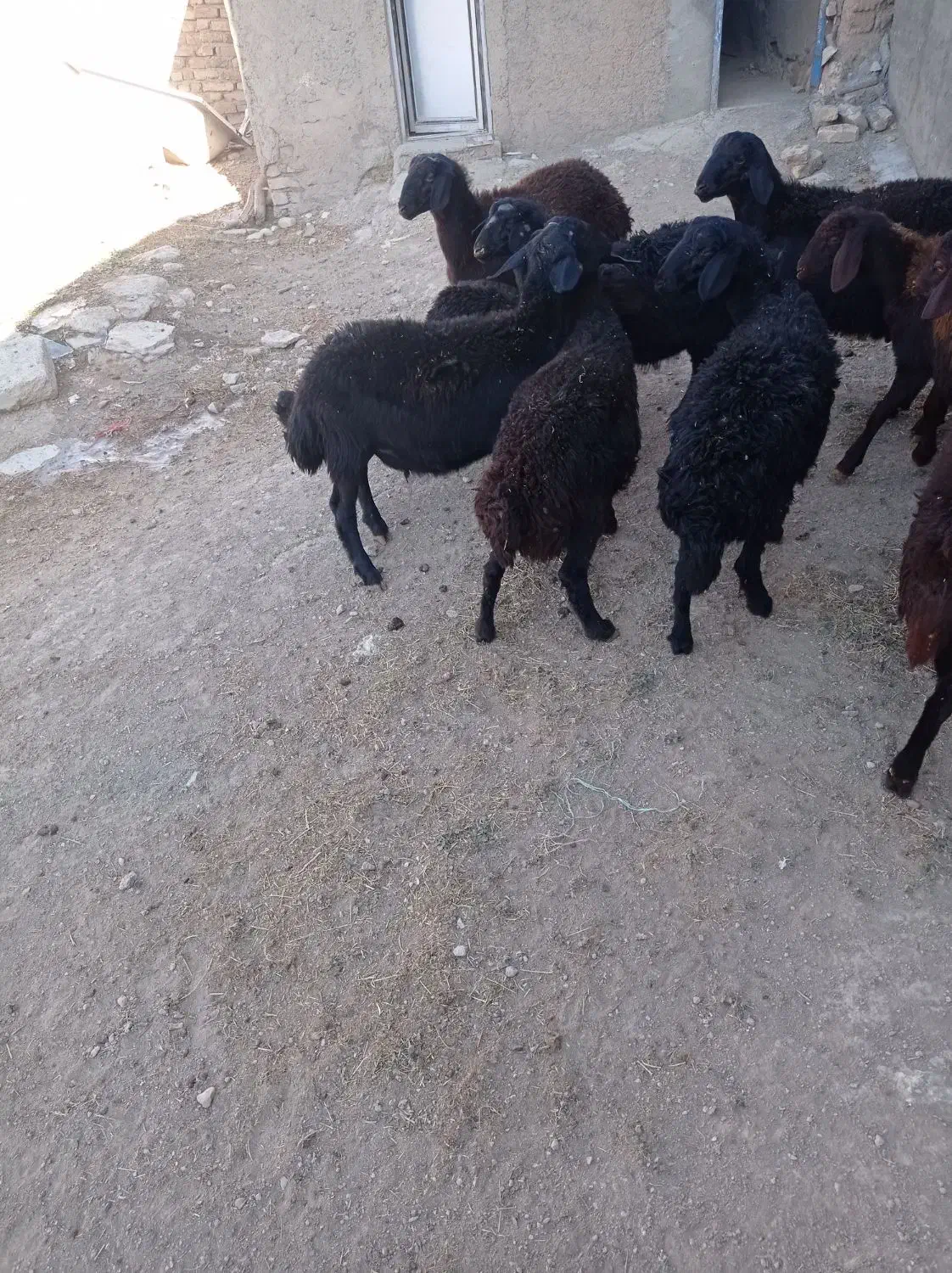 بره نر قره قزل و قزل افشار داشتی|حیوانات مزرعه|قیدار, |دیوار