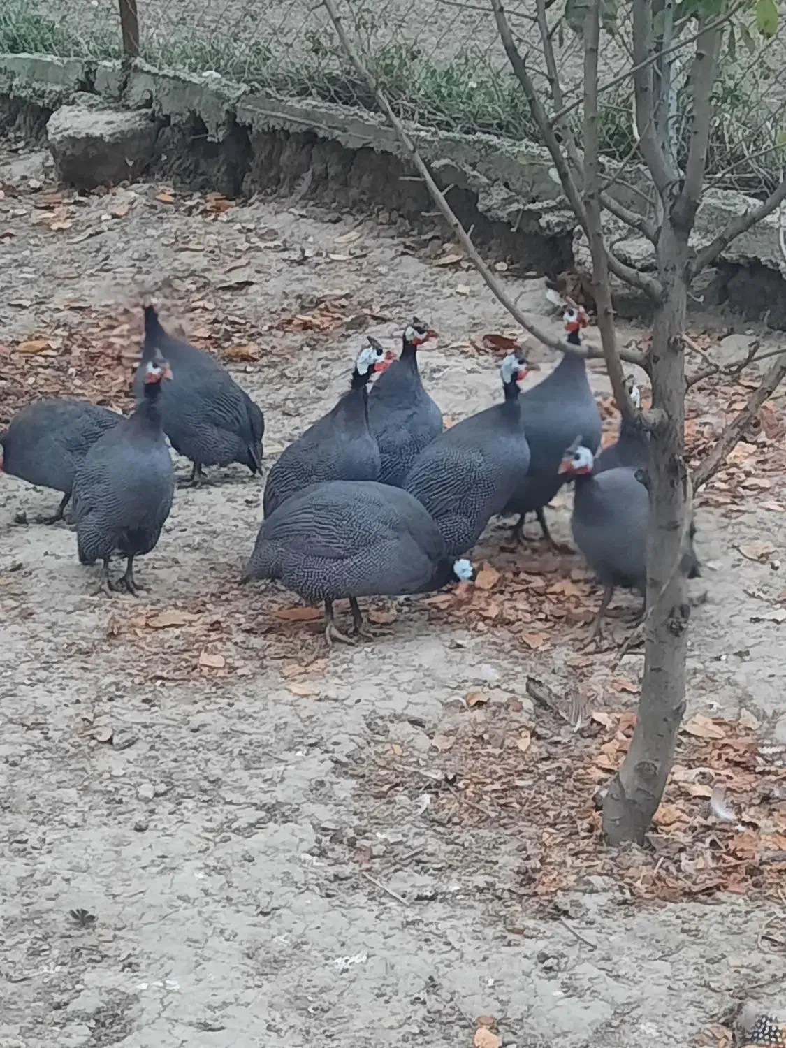 فروش مرغ شاخدار   نر و ماده|حیوانات مزرعه|گرگان, |دیوار