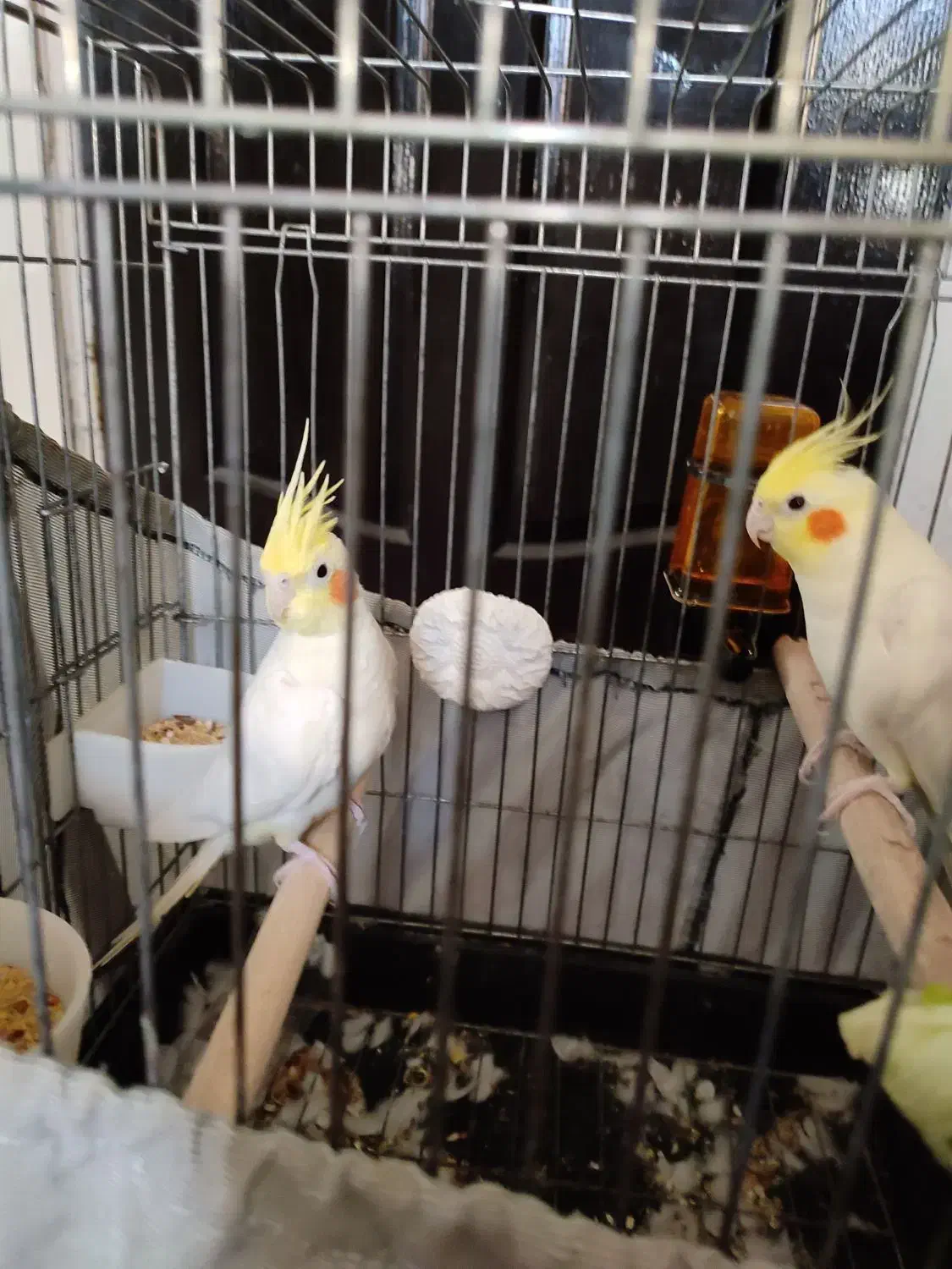 عروس هلندی|پرنده|بهارستان, |دیوار