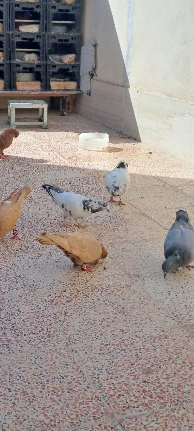 کبوتر|پرنده|رباط‌کریم, الارد|دیوار