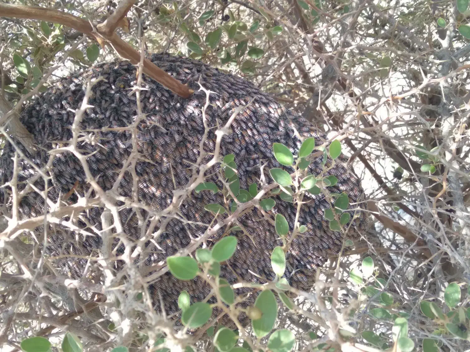 عسل رکو اصل|خوردنی و آشامیدنی|جیرفت, |دیوار