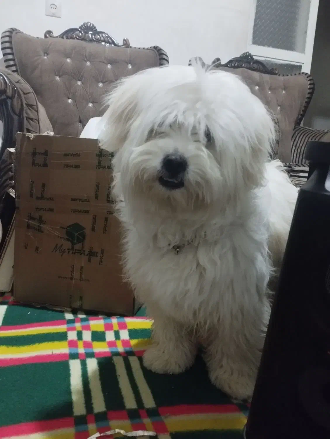 سگ پاپی|حیوانات|فریدونشهر, |دیوار