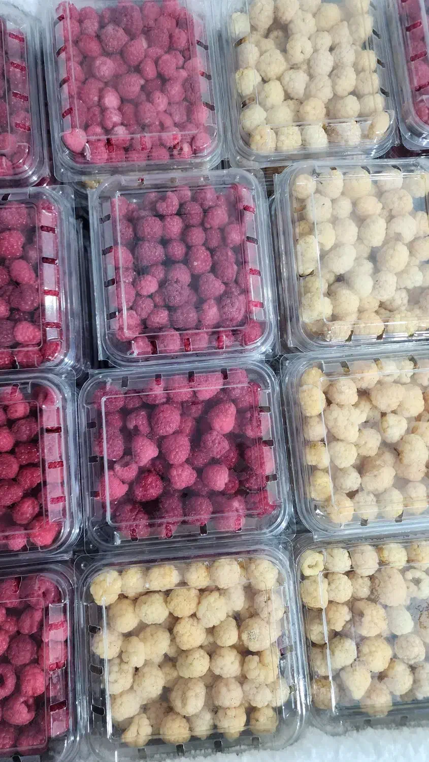 رزبری قرمز درجه ۱ (فریز)|خوردنی و آشامیدنی|تهران, پارک شهر|دیوار