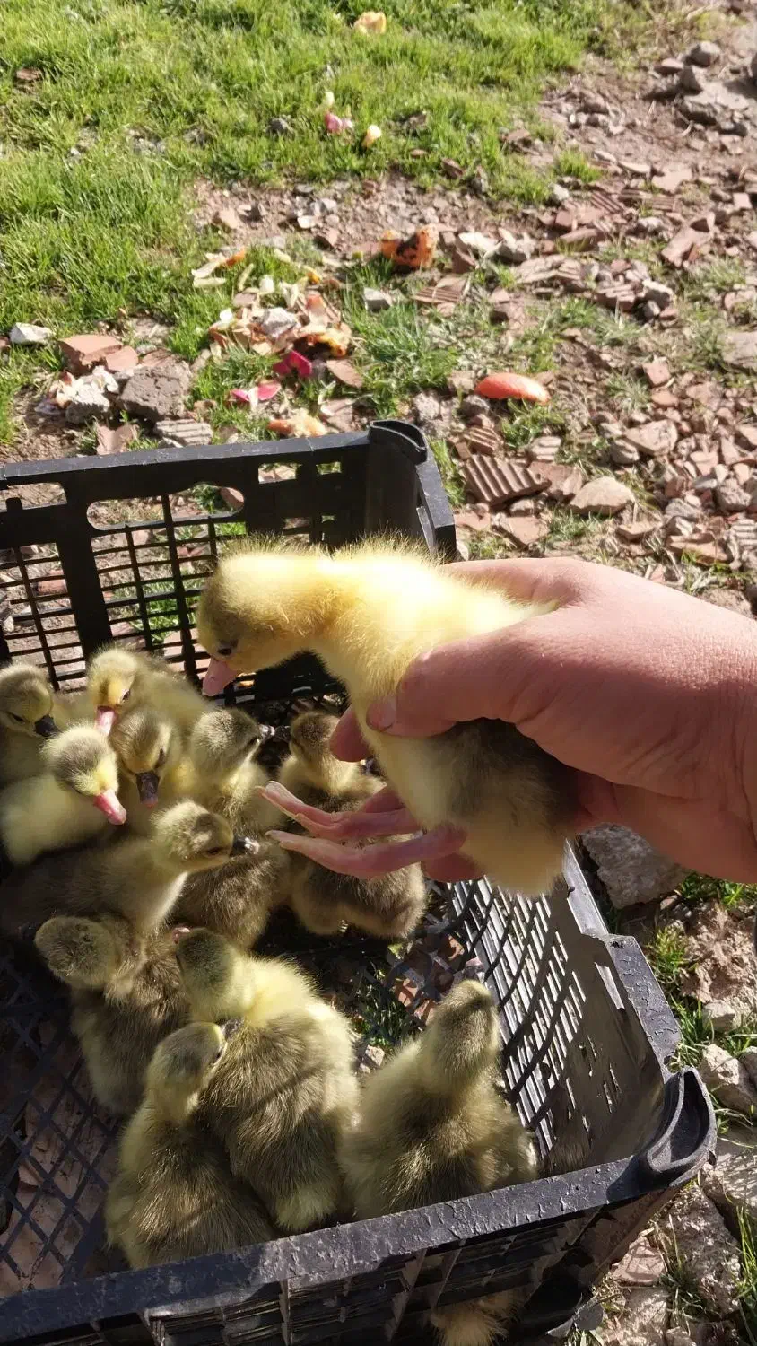 جوجه غاز دورگ درشت|حیوانات مزرعه|ساری, |دیوار