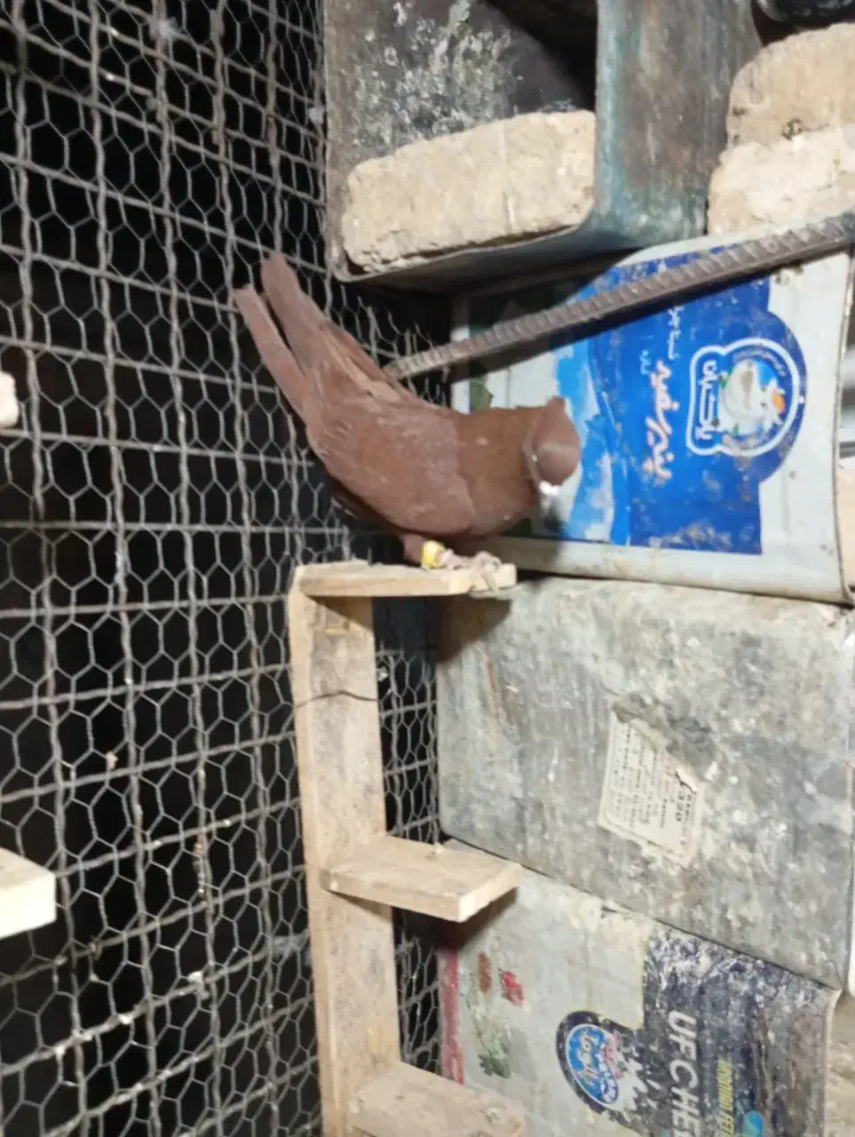 قشنگ|پرنده|بروجرد, |دیوار