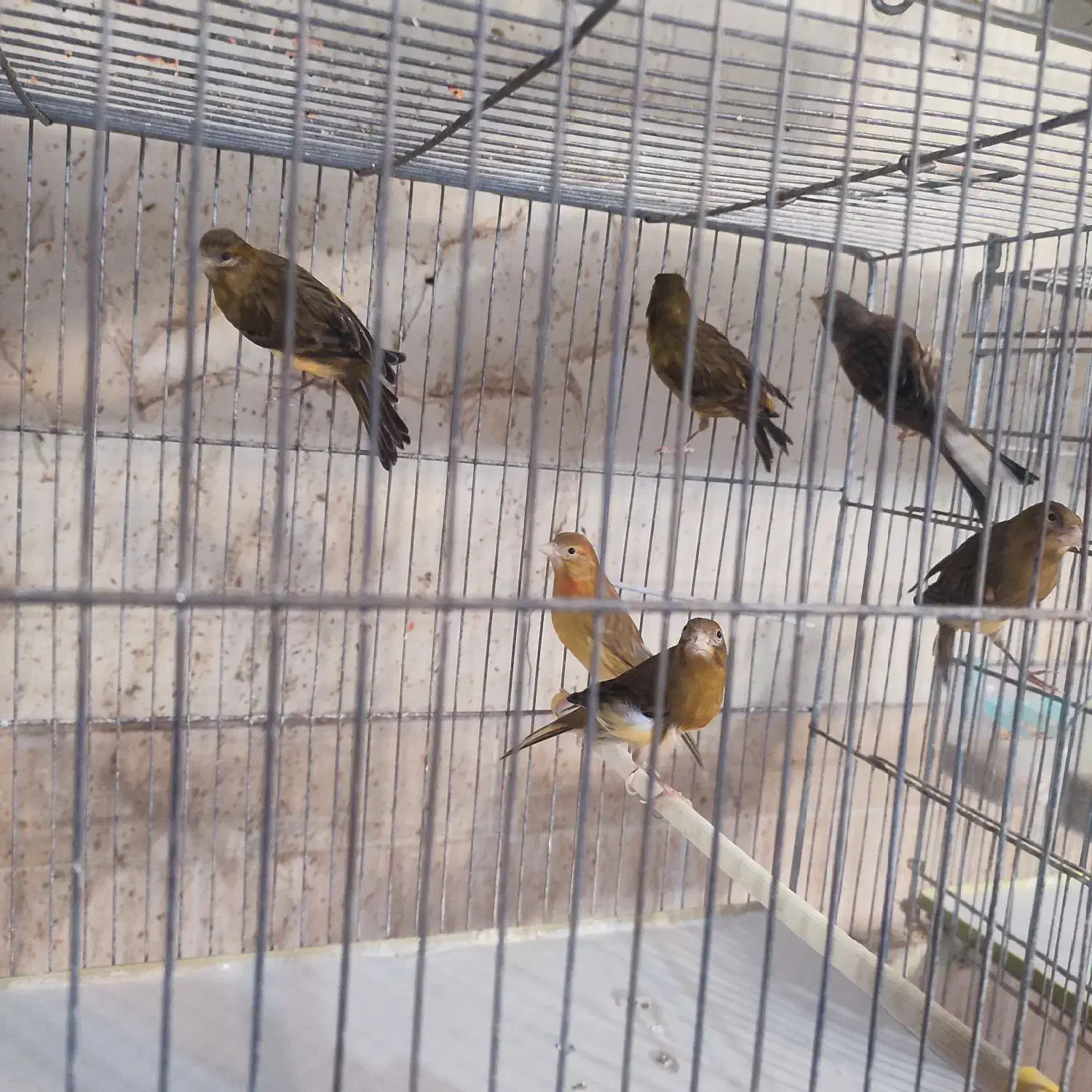 تعدادی قناری رسمی|پرنده|همدان, |دیوار