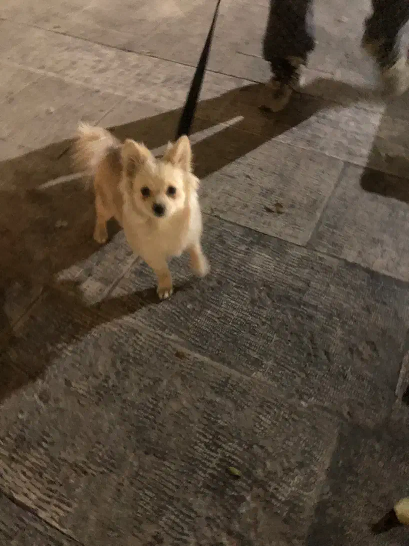 سگ خانگی بسیار زیبا|سگ|ری, دولت‌آباد|دیوار