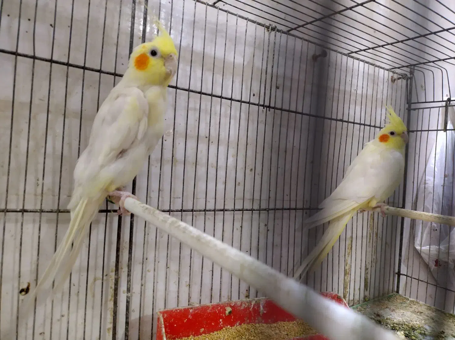 یه جفت عروس هلندی لوتینو|پرنده|خرمشهر, |دیوار